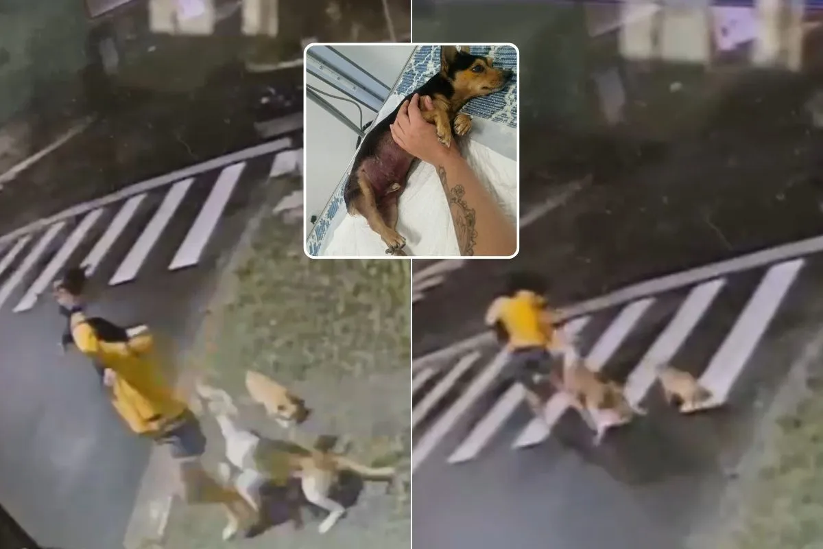 Pinscher morre após ataque de pit bull em Peruíbe